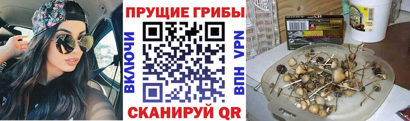 где найти наркотики KRAKEN ONION Псилоцибиновые грибы Magic Shrooms shop как зайти Арамиль
